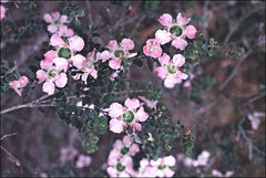 Leptospermum rotundifolium