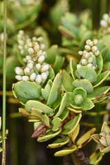 Veronica topiaria