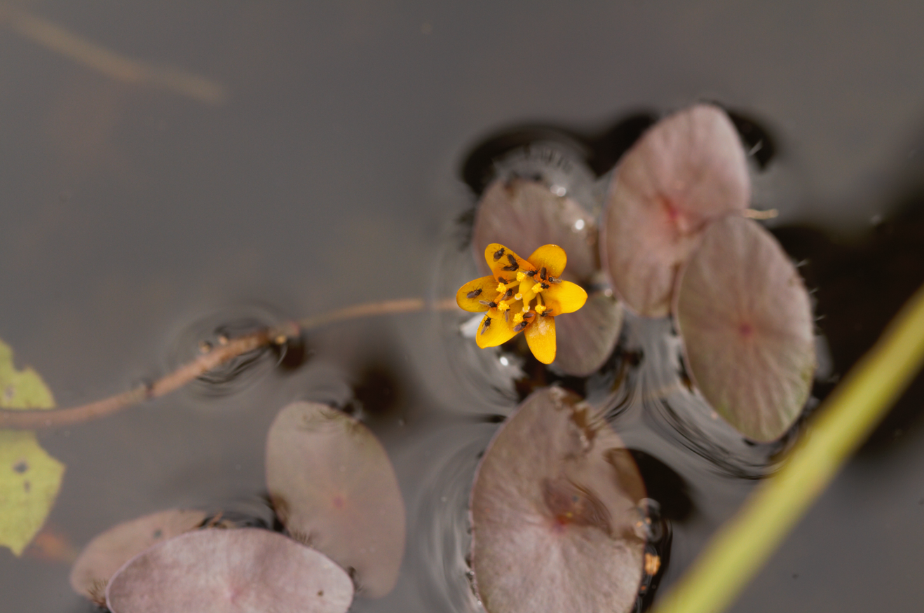 Image of Cabomba aquatica by (c) Guillaume Delaitre, some rights reserved (CC BY)