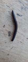 Ommatoiulus moreleti