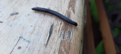 Ommatoiulus moreleti