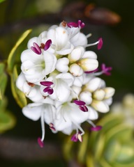 Veronica topiaria