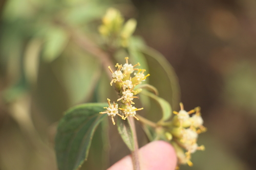 Image of Calea ternifolia by (c) Andrés Ramírez-Barrera, some rights reserved (CC BY)