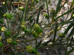 Euphorbia ipecacuanhae
