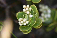 Veronica topiaria