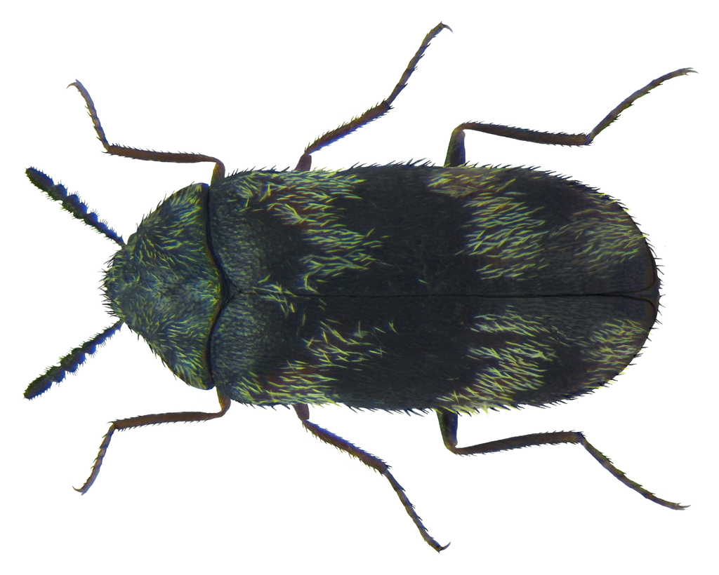 Berlin beetle