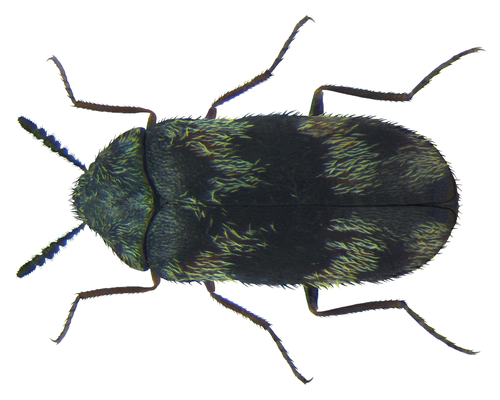 Berlin beetle