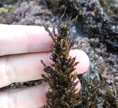 Sargassum agardhianum