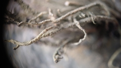 Usnea antarctica