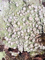Thelotrema