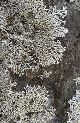 Physcia subtilis