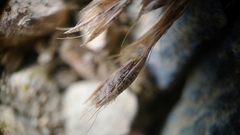 Deschampsia antarctica