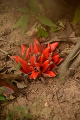 Zingiber kawagoii