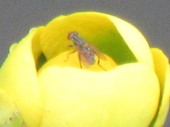 Helophilina