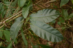 Zanthoxylum nitidum