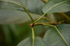 Zanthoxylum nitidum