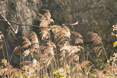 Phragmites australis