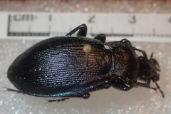 Carabus catenulatus