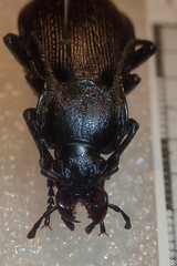 Carabus catenulatus