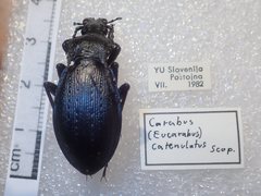 Carabus catenulatus