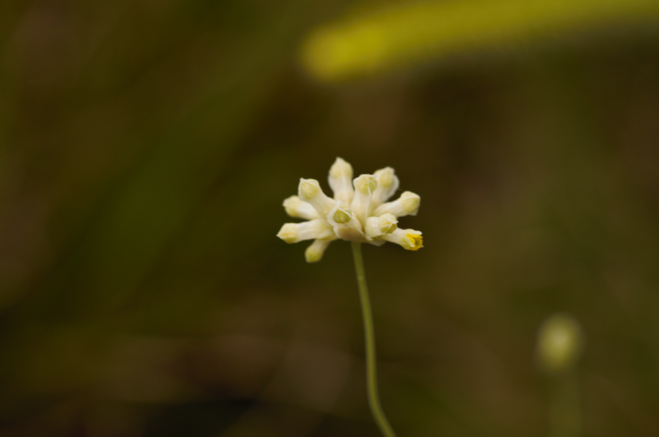 Burmannia capitata