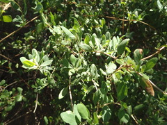 Lonicera subspicata