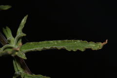 Castilleja applegatei pinetorum
