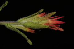 Castilleja applegatei pinetorum