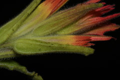 Castilleja applegatei pinetorum