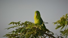 Forpus xanthopterygius