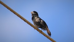 Sporophila crassirostris