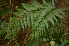 Phanerophlebia