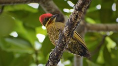 Piculus chrysochloros