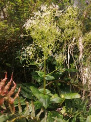 Valeriana lapathifolia