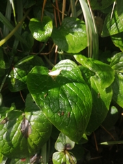 Valeriana lapathifolia