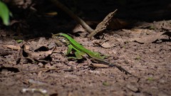 Ameiva ameiva