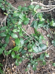 Hydrangea serratifolia