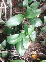 Hydrangea serratifolia