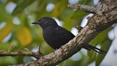 Cercomacra melanaria