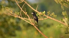 Sporophila crassirostris