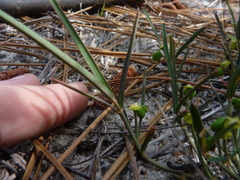 Euphorbia ipecacuanhae