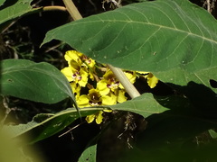 Cyrtochilum macranthum