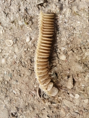 Melongena