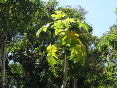 Vasconcellea pubescens