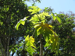 Vasconcellea pubescens