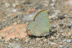 Erora nitetis