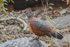 Galloperdix lunulata