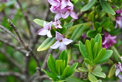 Daphne tangutica