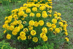 Stellera chamaejasme