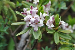 Daphne tangutica